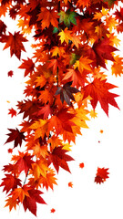 Vibrant autumn maple leaves in red orange and yellow hues cascade downwards
