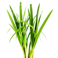 Tall Green Grass Blades With A Transparent Background Isolated Natural Elements
