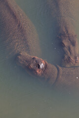 Hippo (Hippopotamus amphibius) in river. Taken in Kruger National Park, South Africa.