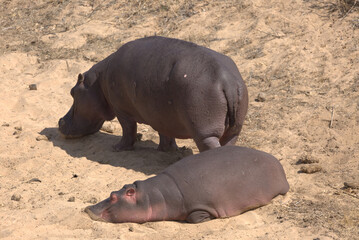 Hippos (Hippopotamus amphibius) on sandy riverbank. Taken in Kruger National Park, South Africa.