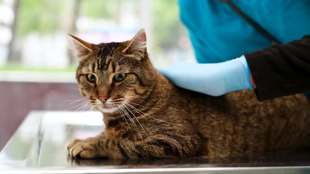 Cat at veterinary clinic having check up by the vet doctor