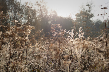 misty morning in the field. frost on grass. frost on the grass. ice on the grass