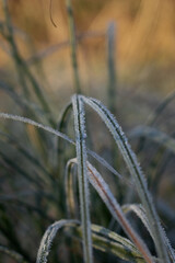 frost on grass. frost on the grass. ice on the grass. macro of frost on the grass. close up of frost on the grass on an autumn morning.