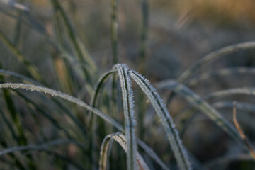 frost on grass. frost on the grass. ice on the grass. macro of frost on the grass. close up of frost on the grass on an autumn morning.