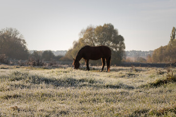 horse in the field. misty morning in the field. frost on grass. frost on the grass. A horse grazes in a field on an autumn morning. A horse in a meadow grazes on grass covered with frost