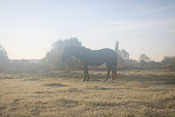 horse in the field. misty morning in the field. frost on grass. frost on the grass. A horse grazes in a field on an autumn morning. A horse in a meadow grazes on grass covered with frost