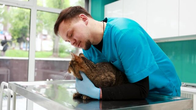 Cat at veterinary clinic having check up by the vet doctor