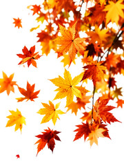 Scattered Vibrant Orange And Yellow Maple Leaves Against A Deep Transparent Background