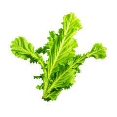 Bunch Of Fresh Green Curly Mustard Leaves With Detailed Veins On A Transparent Background