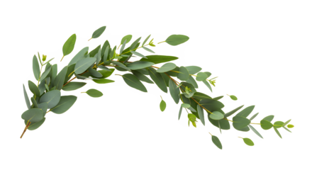 Eucalyptus branch with delicate leaves and subtle green tones, a natural element perfect for adding a touch of organic elegance to designs