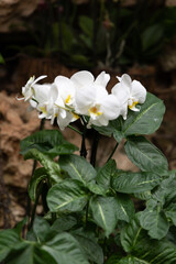 Multicolored garden flowers against a background of green foliage. 