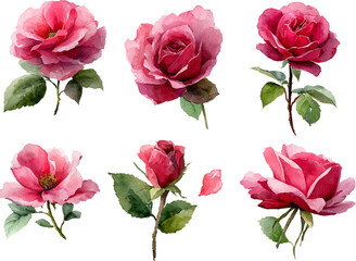 collection of pink roses