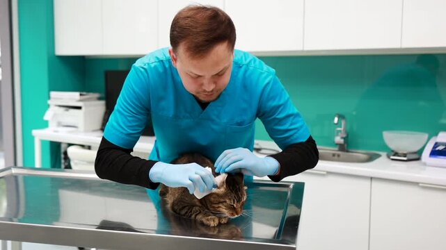 Cat at veterinary clinic having check up by the vet doctor