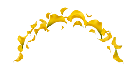 Beautiful Arch of Falling Yellow Calla Lily Petals Against a White Background