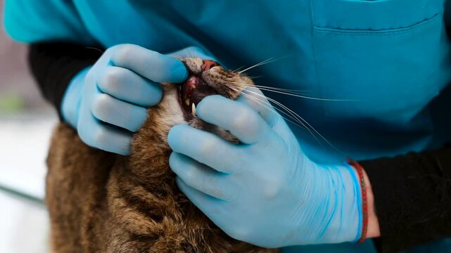 Cat at veterinary clinic having check up by the vet doctor
