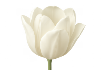 White tulip bloom isolated transparent background