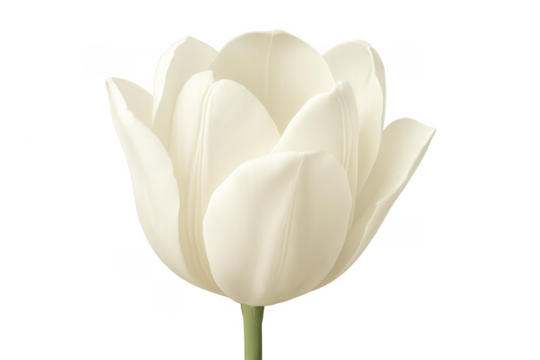 White tulip bloom isolated transparent background
