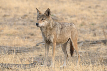 Indian Grey Wolf (Canis lupus pallipes) in dry grasslands of Bhigwan, Maharashtra - a rare predator of Indian savannas.