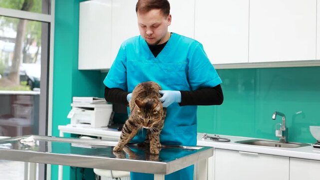 Cat at veterinary clinic having check up by the vet doctor