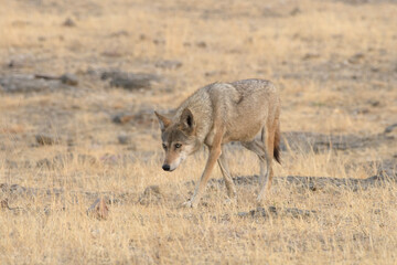 Indian Grey Wolf (Canis lupus pallipes) in dry grasslands of Bhigwan, Maharashtra - a rare predator of Indian savannas.
