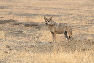 Indian Grey Wolf (Canis lupus pallipes) in dry grasslands of Bhigwan, Maharashtra - a rare predator of Indian savannas.