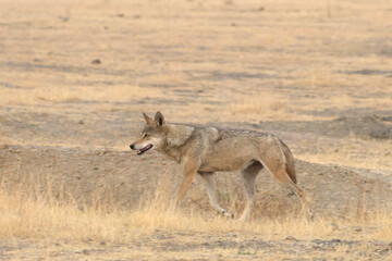 Indian Grey Wolf (Canis lupus pallipes) in dry grasslands of Bhigwan, Maharashtra - a rare predator of Indian savannas.
