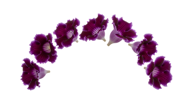 A beautiful curved arrangement of deep purple flowers with yellow centers on a white background