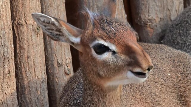Close-up of Kirk's dik-dik chewing cud in natural habitat