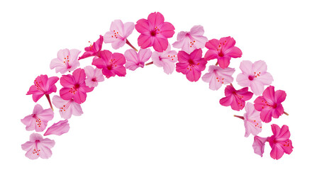 A decorative arch of vibrant pink hibiscus flowers, perfect for celebratory invitations and spring themes
