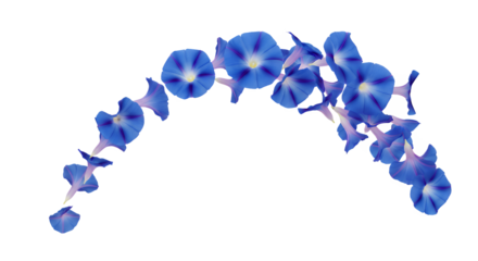 Beautiful Archway of Blue Morning Glory Flowers Isolated on White Background