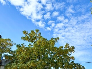 Obraz premium Green leaves against bright blue summer sky background