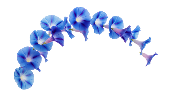 A string of beautiful blue morning glory flowers with delicate petals and dark centers, isolated on a white background
