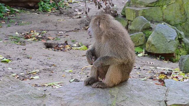 Close-up of yellow baboon sitting and eating
