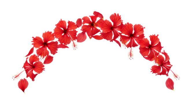 Floral Arch of Vibrant Red Hibiscus Blossoms on White Background