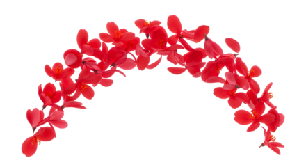 Vibrant arc of red blossoms showcasing delicate petals and a graceful curve, perfect for decorative designs and natural-themed projects