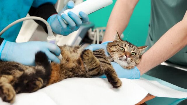 Cat at veterinary clinic having check up by the vet doctor