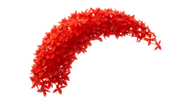 Vibrant red Ixora flowers gracefully arching in a semi-circle against a clean white background, showcasing delicate petals and botanical beauty
