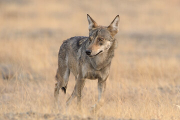 Indian Grey Wolf (Canis lupus pallipes) in dry grasslands of Bhigwan, Maharashtra - a rare predator of Indian savannas.