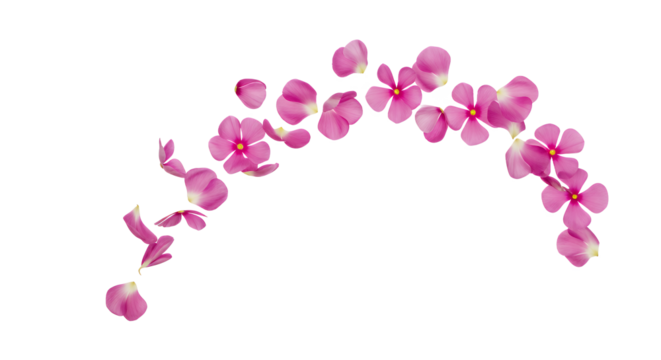 Vibrant pink flower petals and delicate blossoms elegantly arranged in a graceful arc, creating a beautiful and fresh floral design isolated on a clean white background