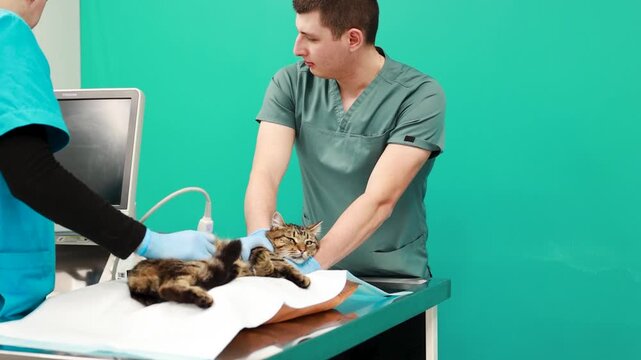 Cat at veterinary clinic having check up by the vet doctor