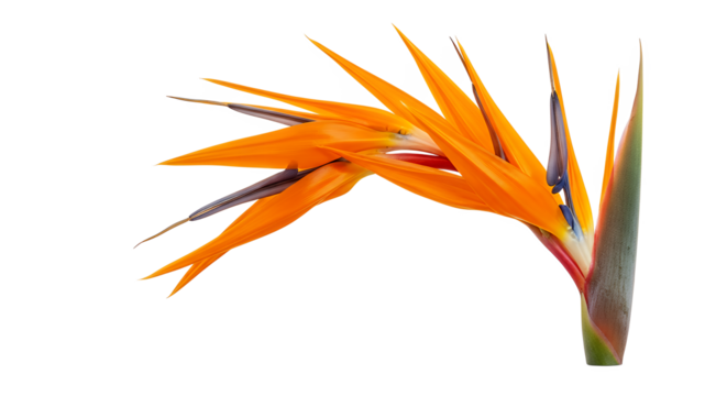 Vibrant tropical Bird of Paradise flower showcasing its distinctive orange and blue petals, a symbol of joy and paradise, beautifully isolated on a clean white background