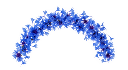 Vibrant blue cornflower petals artfully arranged in a graceful arch, creating a beautiful floral design element perfect for decorative projects and celebrations on a pristine white background