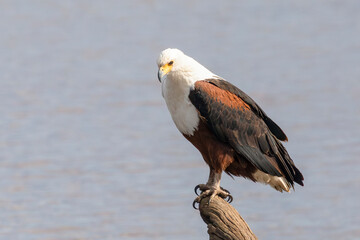African Fish Eagle (Haliaeetus vocifer) perched overlooking Groenvlei Dam at dawn, Kruger National Park, South Africa