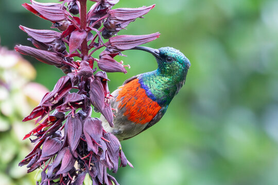 Greater Double-collared Sunbird (Cinnyris afer) breeding male foraging on Honey Bush (Melianthus major) Grootvaderbosch, Western Cape, South Africa