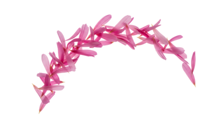Vibrant pink flower petals gracefully arranged in an elegant, delicate arc shape, symbolizing natural beauty, growth, and serene charm on a pristine white background