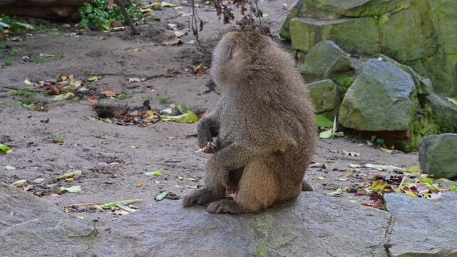 Yellow baboon shaking itself and then eating in natural habitat