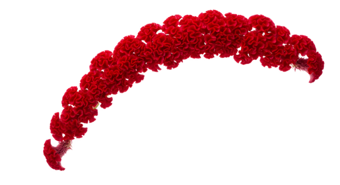 A vibrant red amaranth flower cascading in a graceful arc against a pristine white background, showcasing its intricate texture and rich color