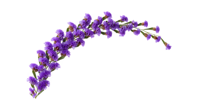 Elegant Curve of Vibrant Purple Statice Flowers Against White Backdrop for Design Projects