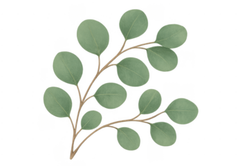 Eucalyptus watercolor branch with green botanical leaves
