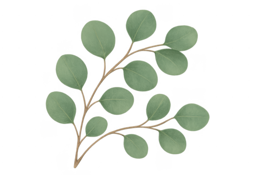Eucalyptus watercolor branch with green botanical leaves - Powered by Adobe